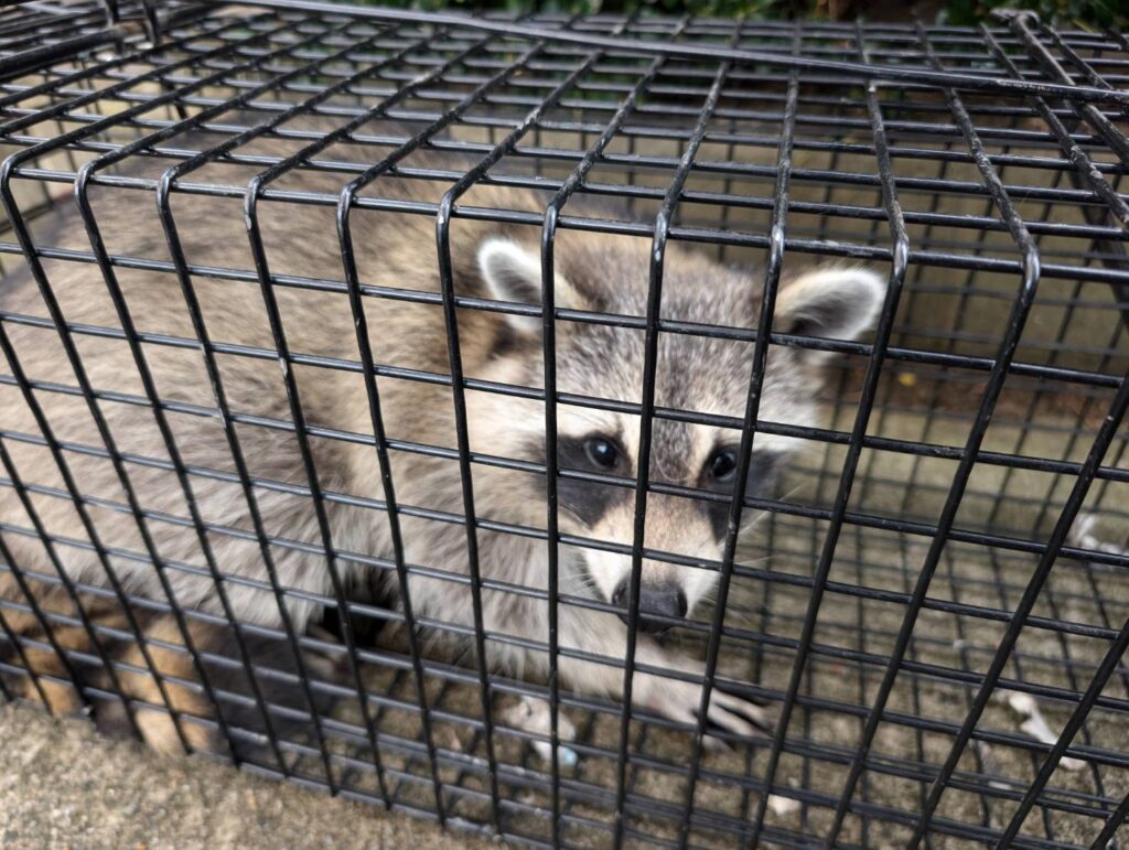 アライグマ駆除料金の相場（市川町）