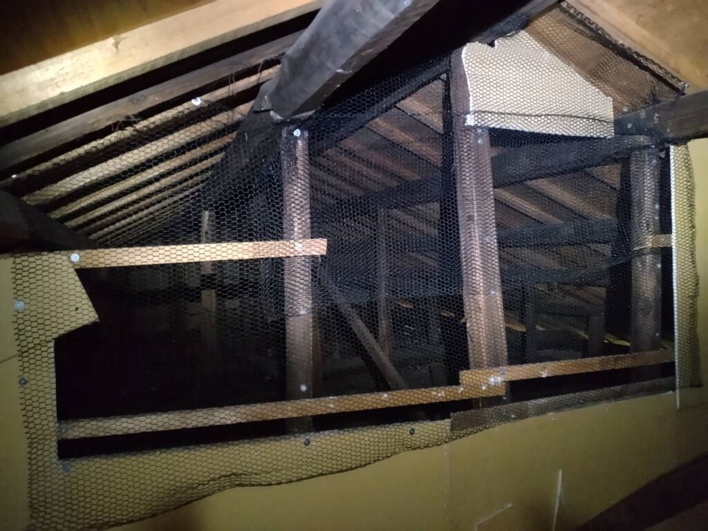 アライグマ駆除