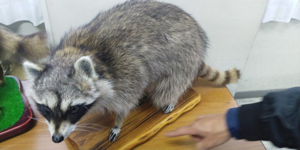 稲美町でのアライグマ被害の現状