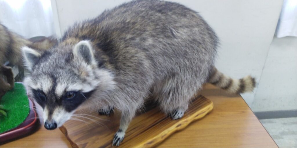 佐用郡 アライグマ駆除