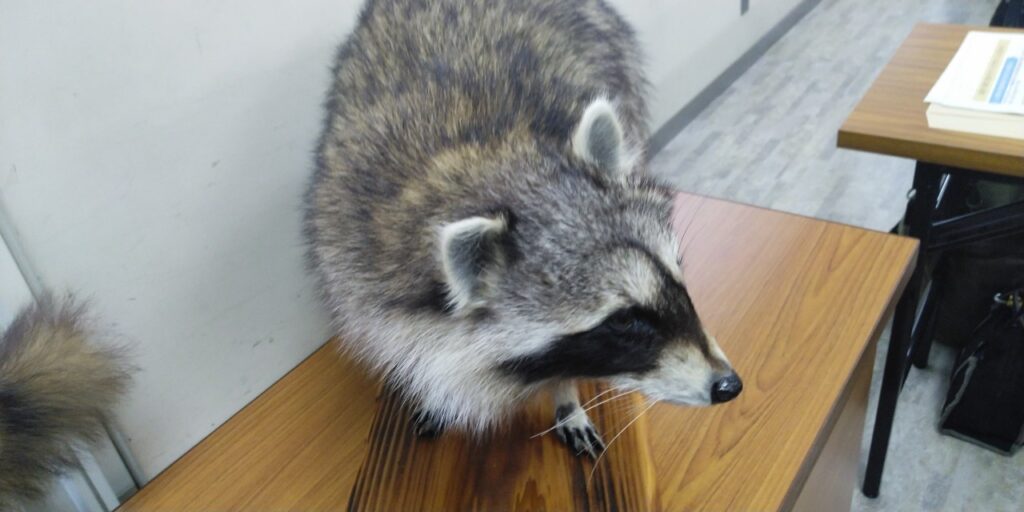 アライグマは夜行性