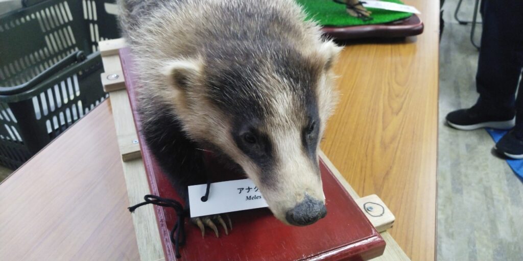 アライグマ駆除