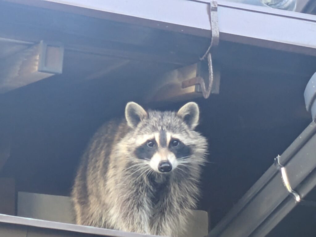 福崎町でアライグマ駆除