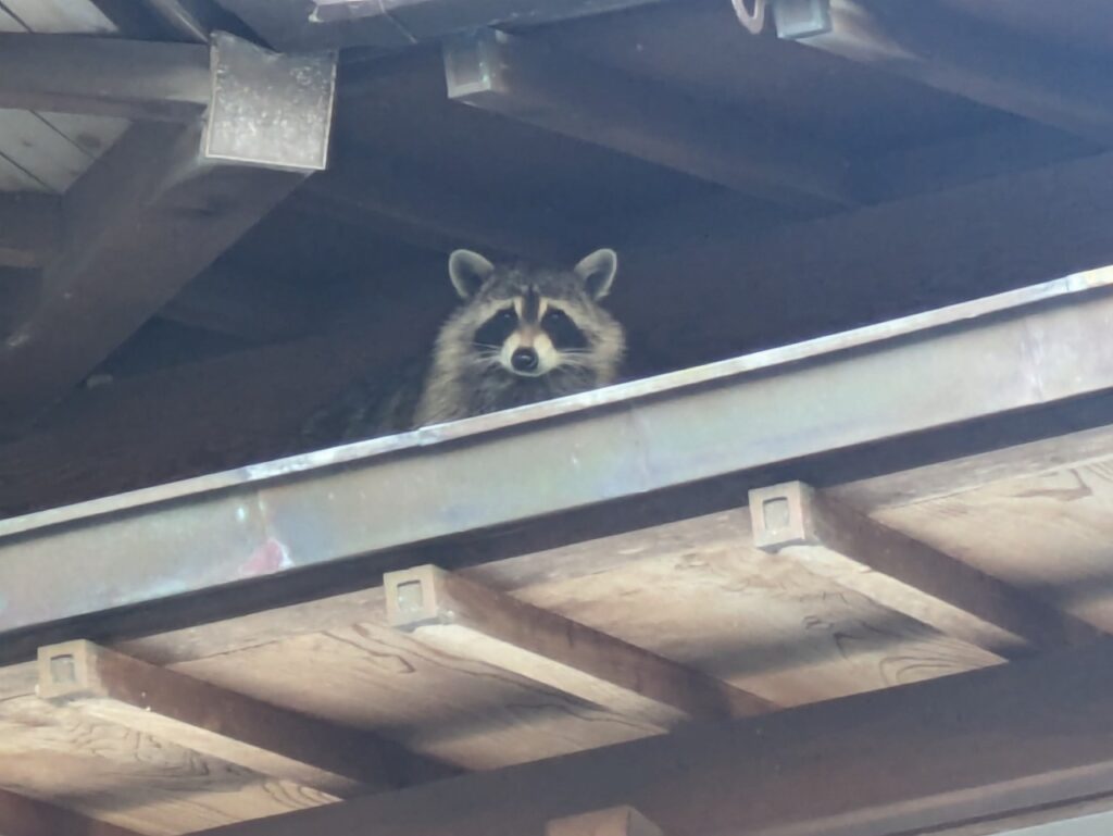 アライグマの生態と危険性