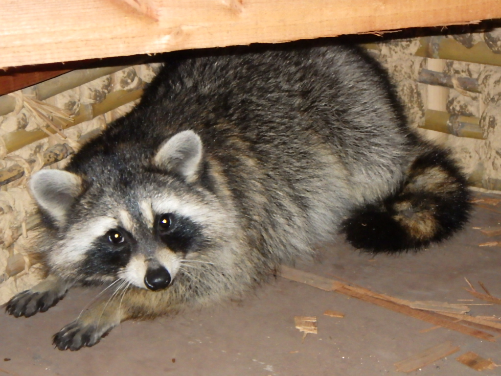 アライグマ駆除の流れと対応方法