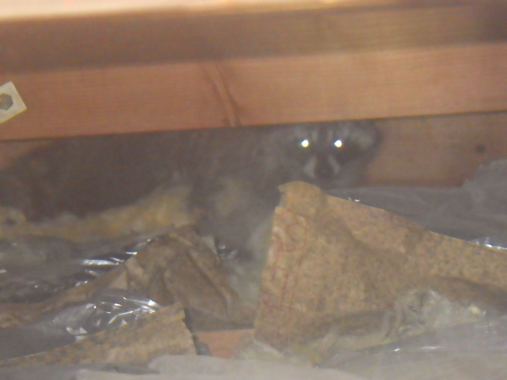 播磨町の住宅地での被害:天井裏にアライグマが住み着くケース