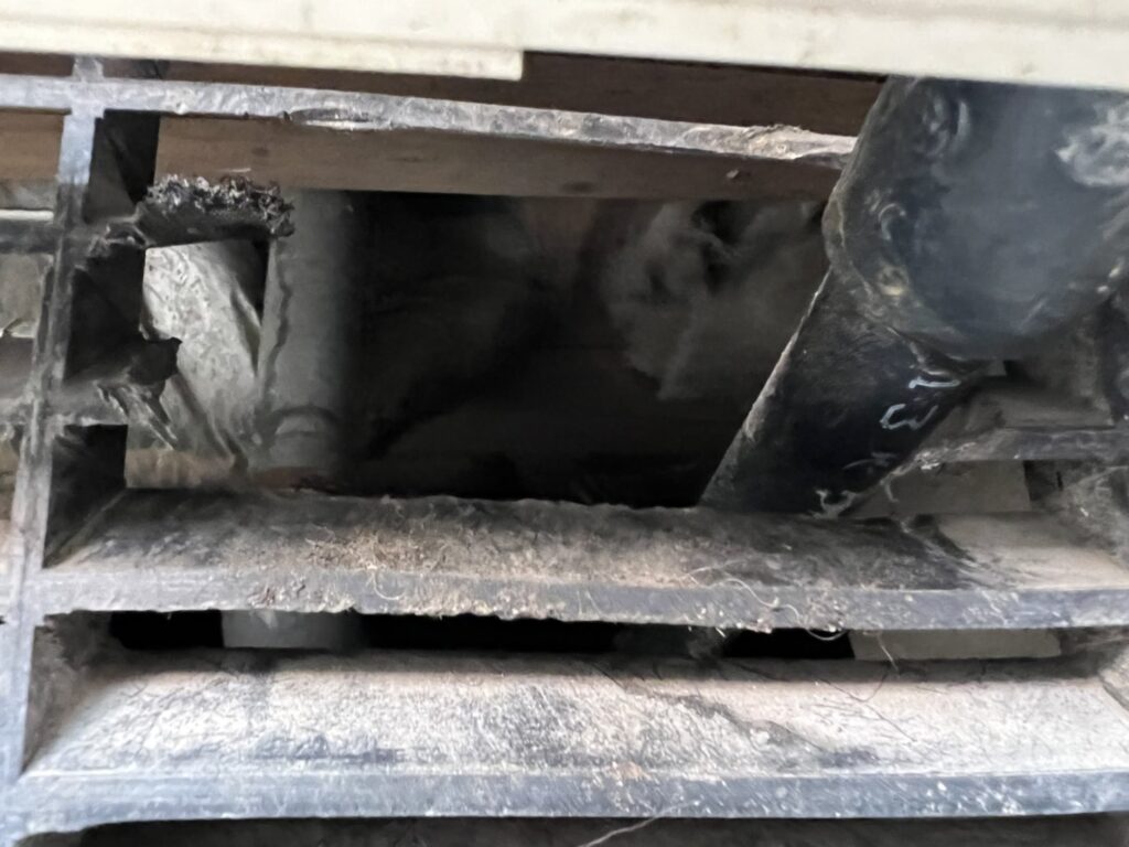 アライグマの夜中の騒音と精神的ストレス