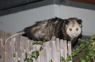 香美町 アライグマ駆除