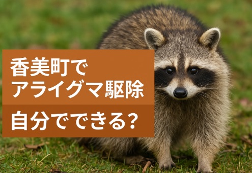 香美町　アライグマ駆除