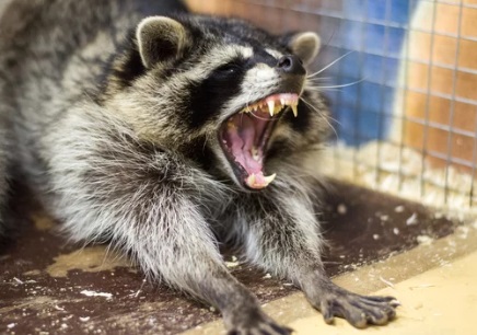 上郡町 アライグマ駆除