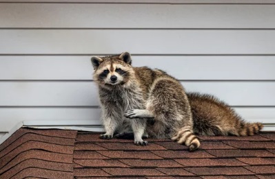 佐用郡 アライグマ駆除