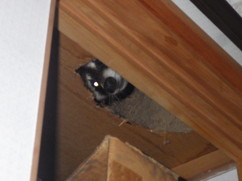 市川町でアライグマ駆除業者