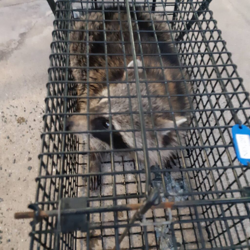 アライグマ駆除